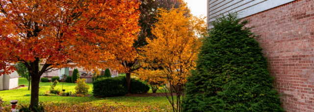 7 conseils pour maintenir la santé de vos arbres