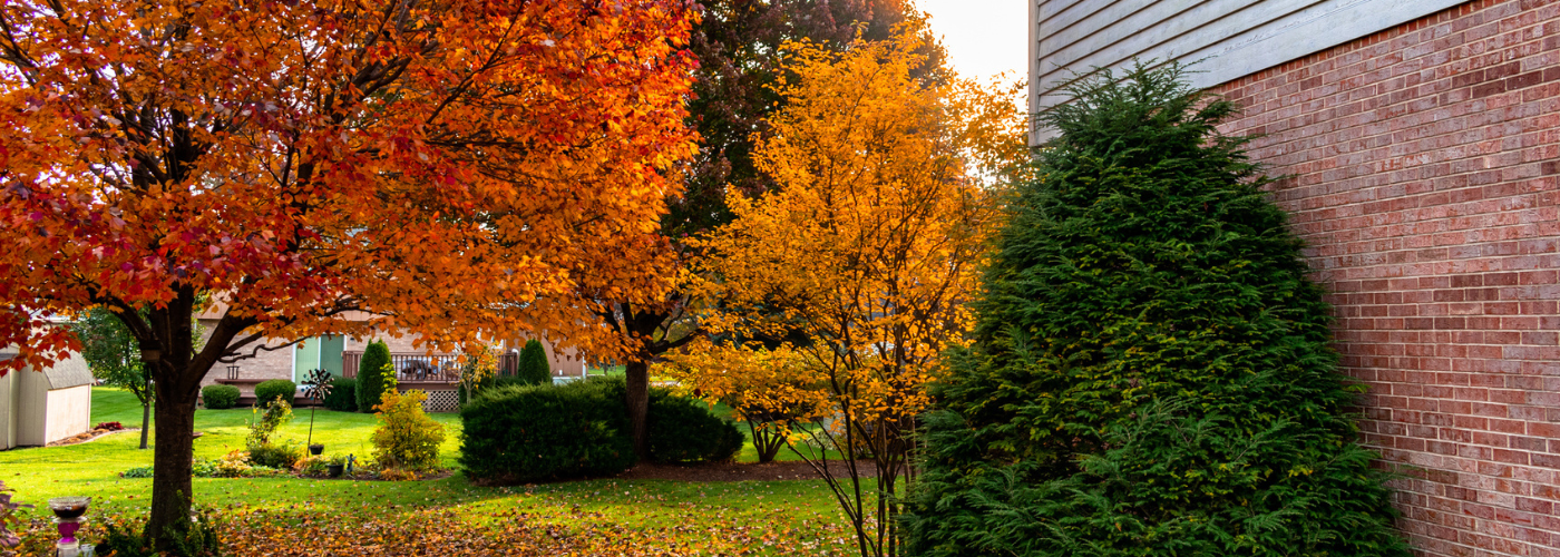 7 conseils pour maintenir la santé de vos arbres