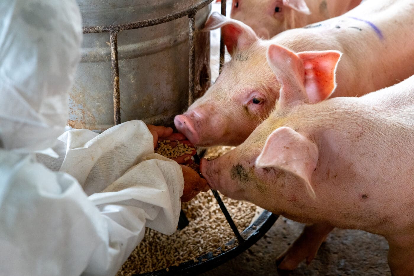 Production porcine